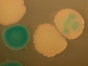MutatedBacteria-300x225