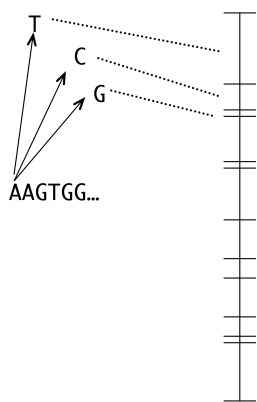 mut_landscape_numberline